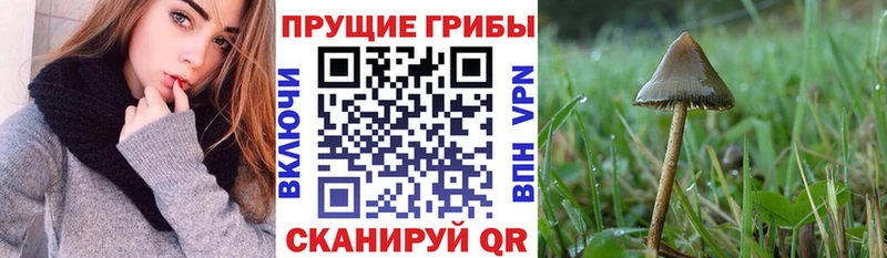 Купить где  Вязьма  Псилоцибиновые грибы мицелий 